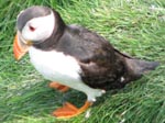 Puffin bird in Brittany
